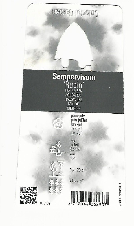 Sempervivum rubin 0002.jpg